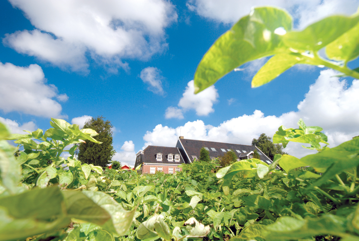 Farm Frites