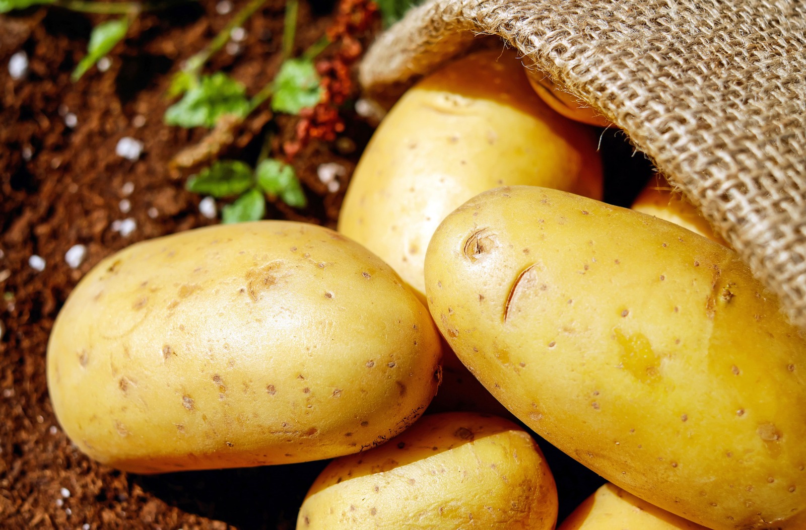 Aardappelen